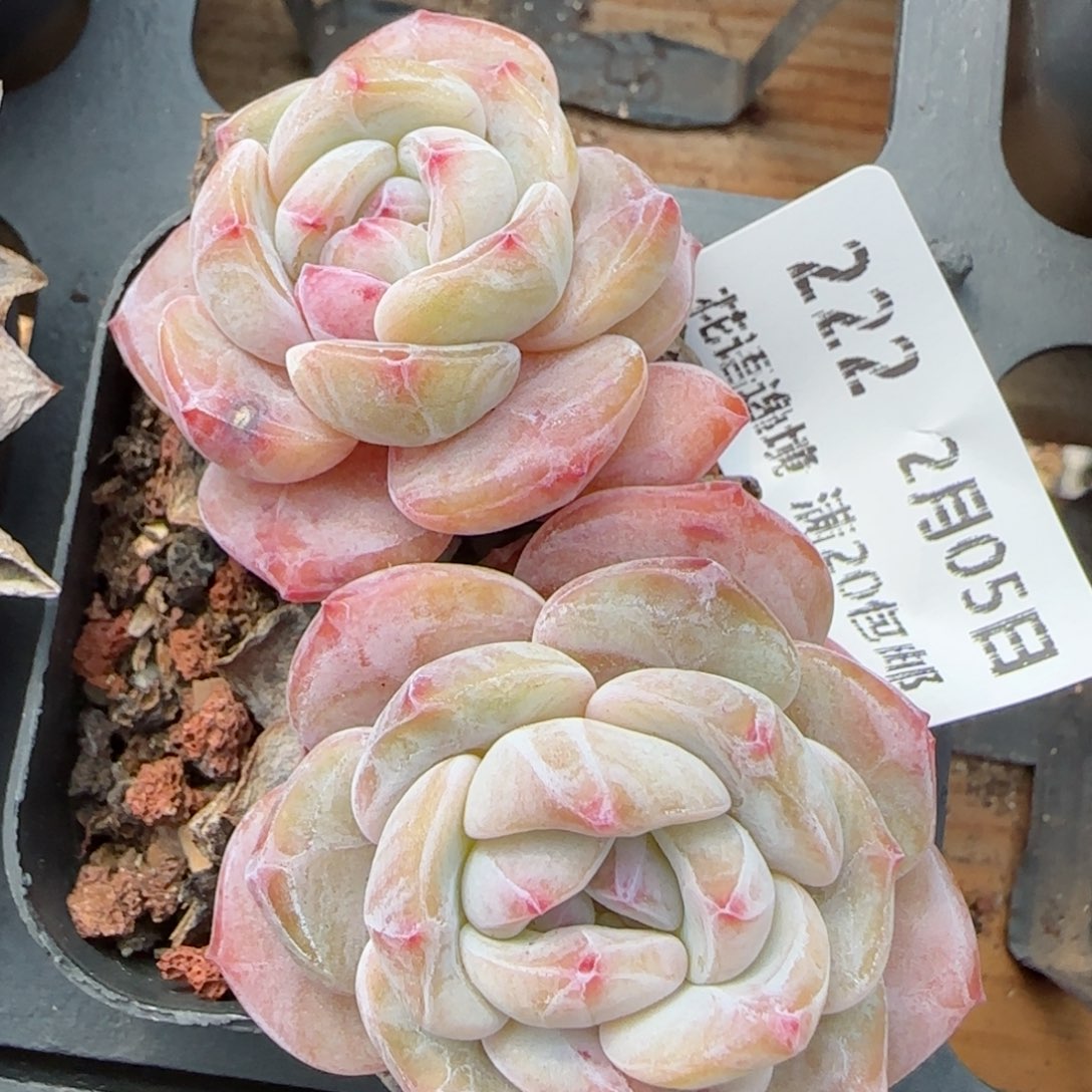 花语逸镜0205-222