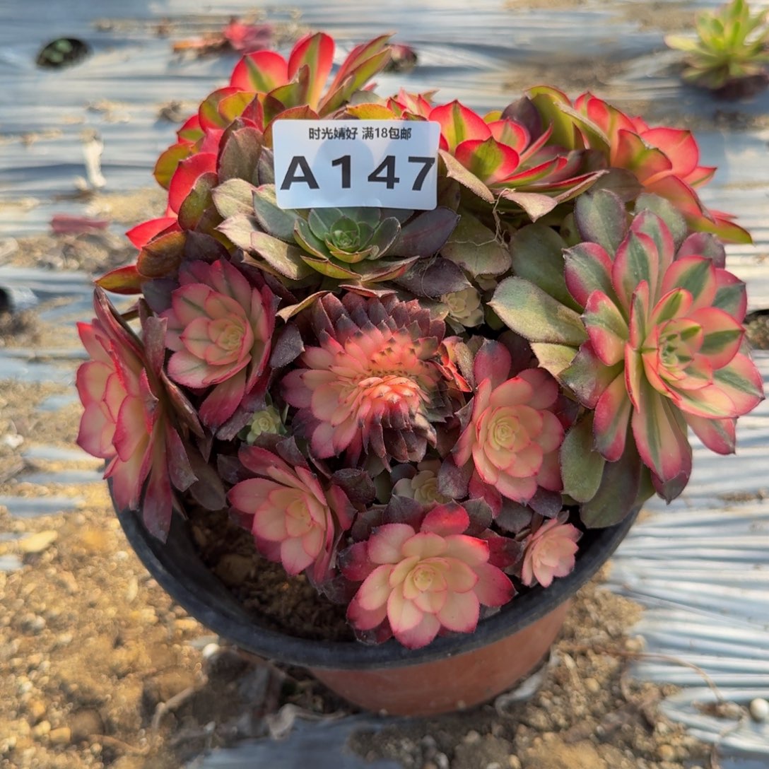 147荔枝。 多肉植物