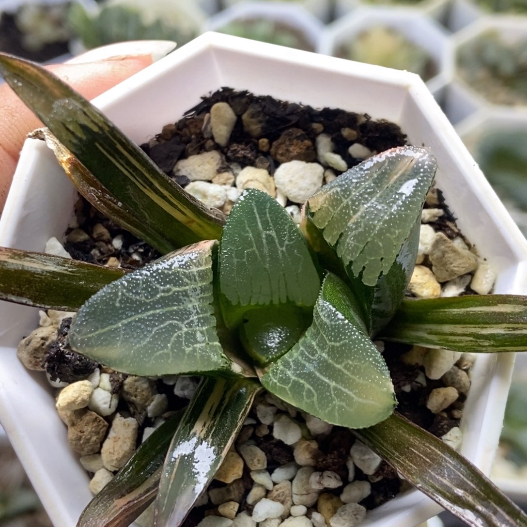 特价极上斑巨灵神锦一物一拍