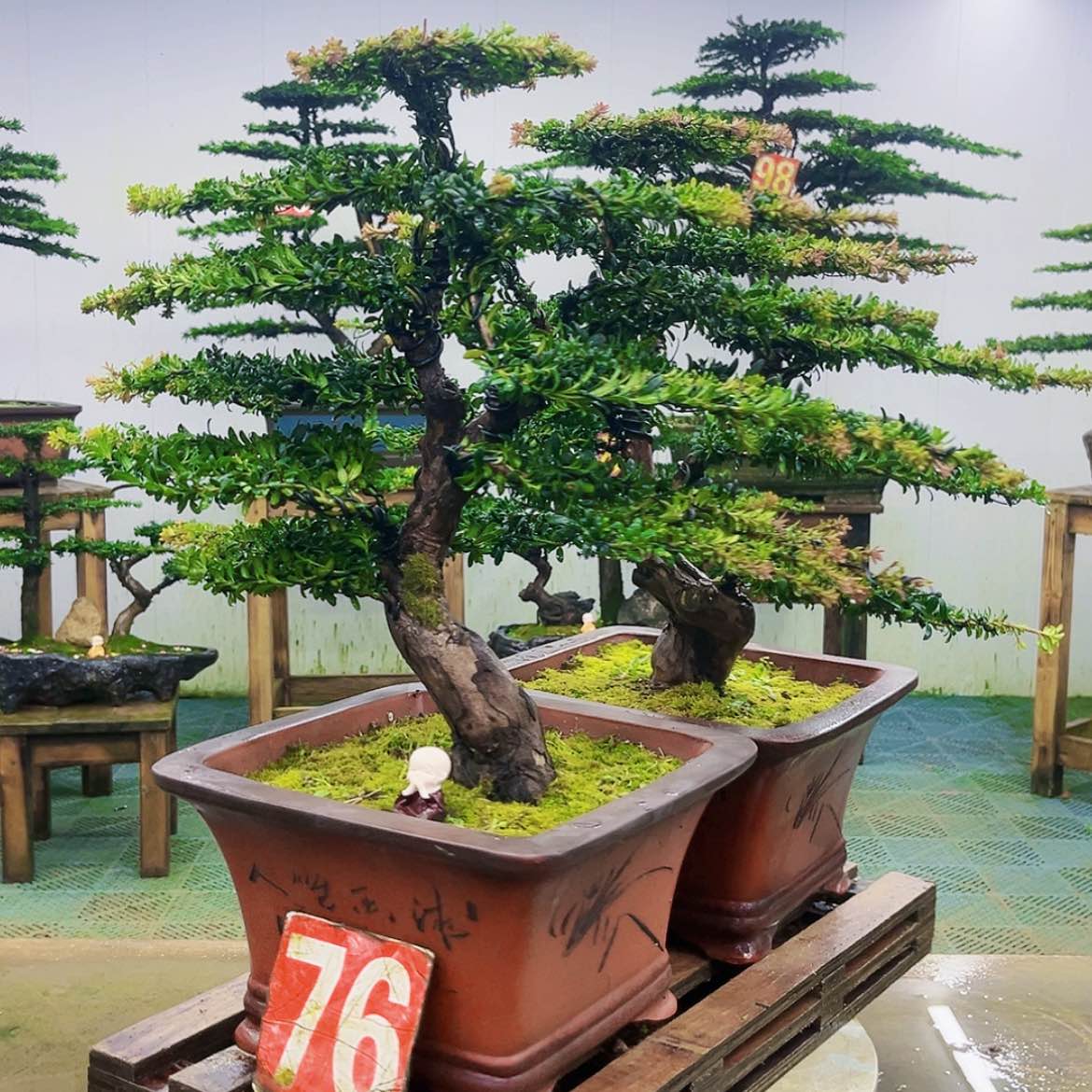 【闪购商品】无花朵