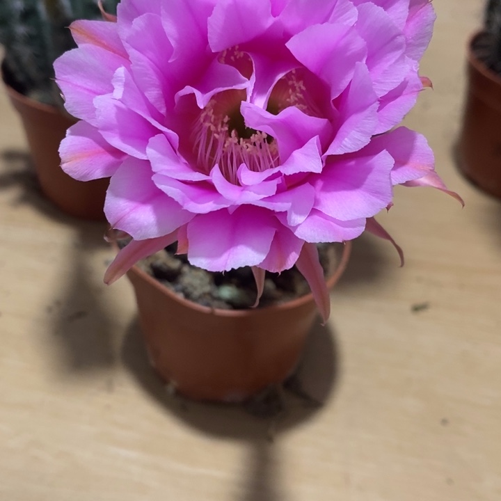 ?***?彩草仙人球系列