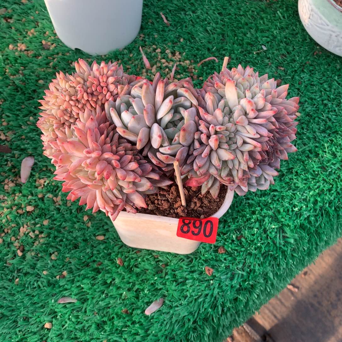 890橙子缀多肉植物