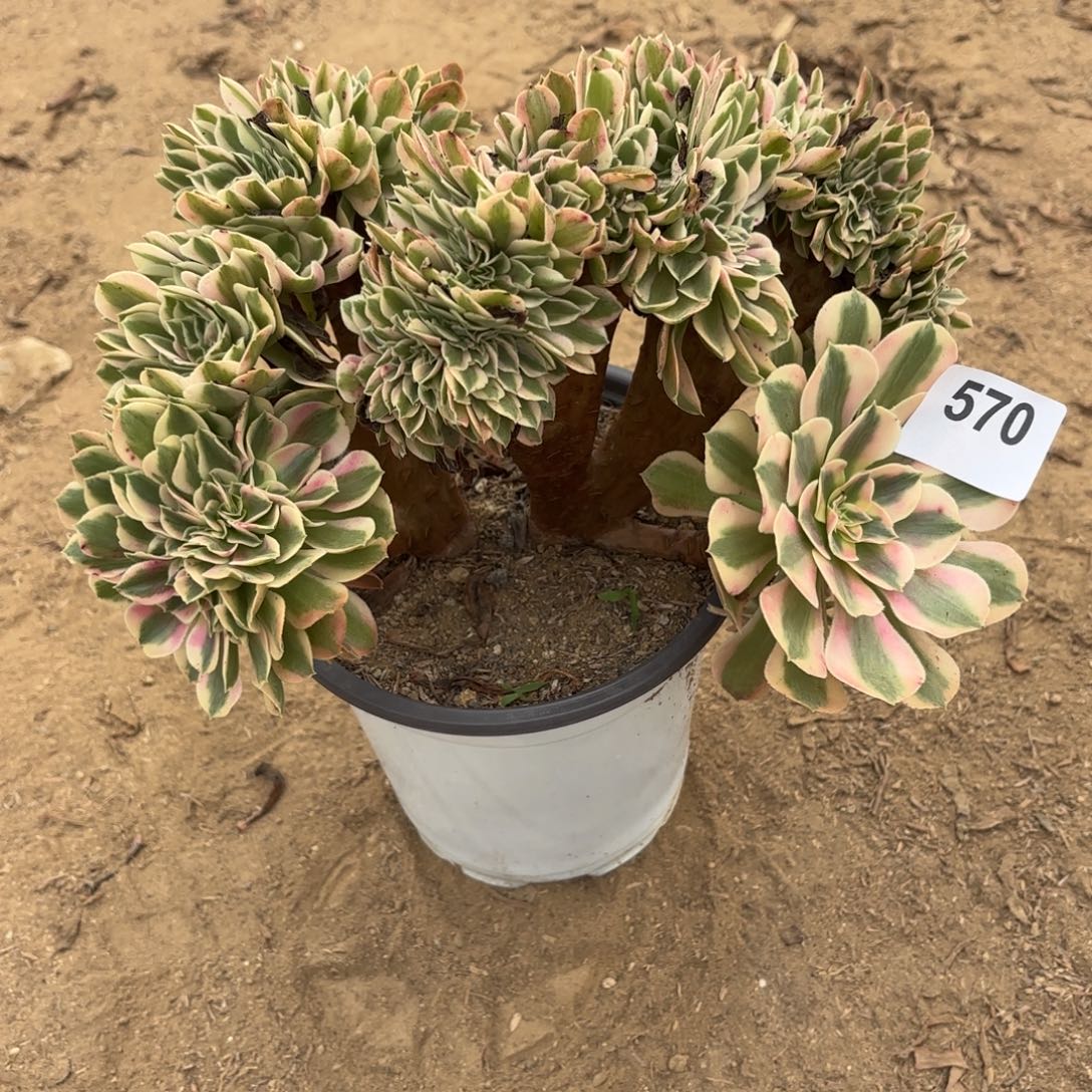 粉女巫缀断枝不包570