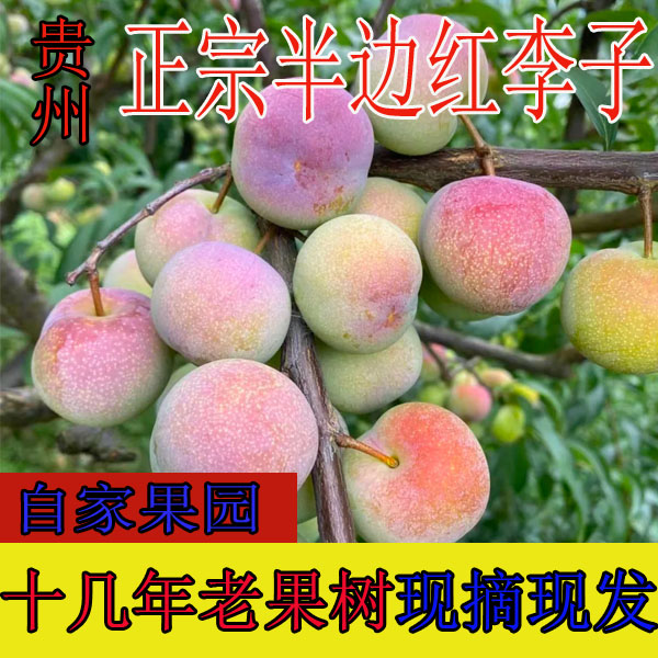 贵州脱骨李半边红李应季水果脆甜多汁自然成熟新鲜采摘孕妇首选