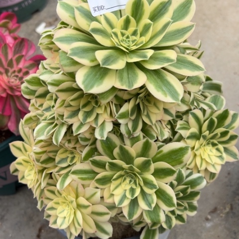 175迈巴赫22厘米左右