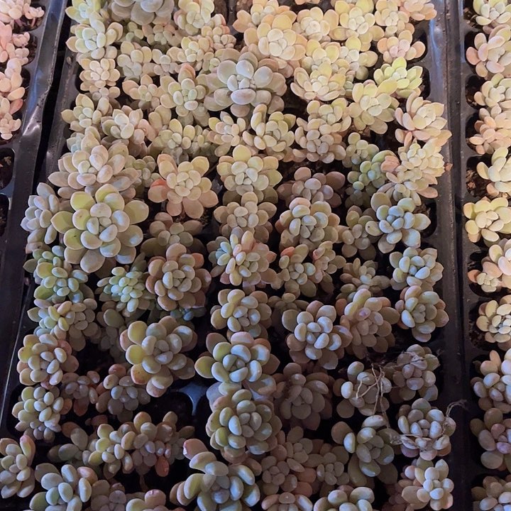 直播福利一物一拍504