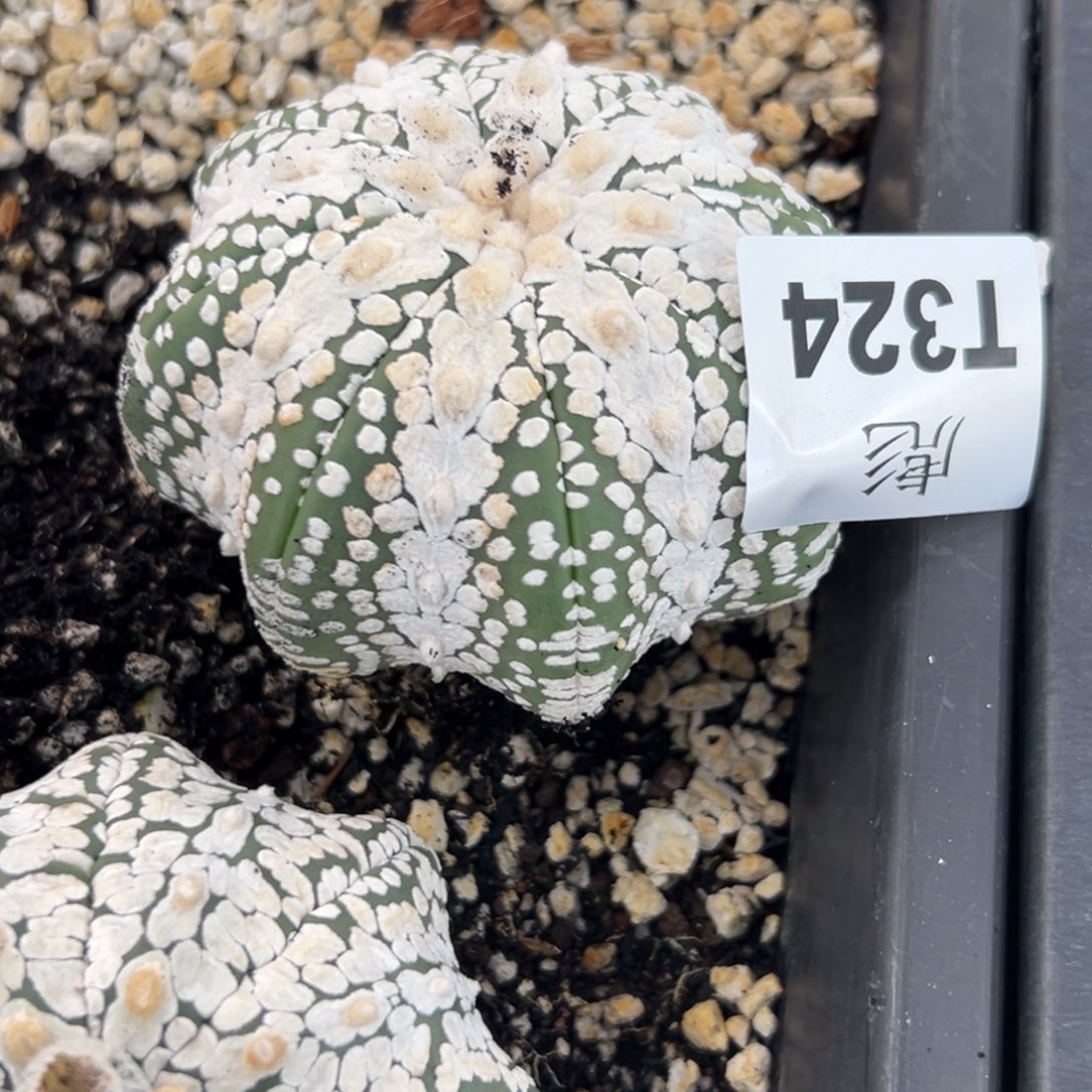 成***石T324号兜仙人球多肉