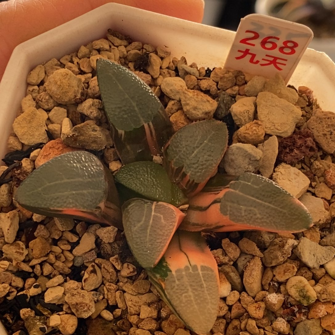 268号网纹克锦多肉