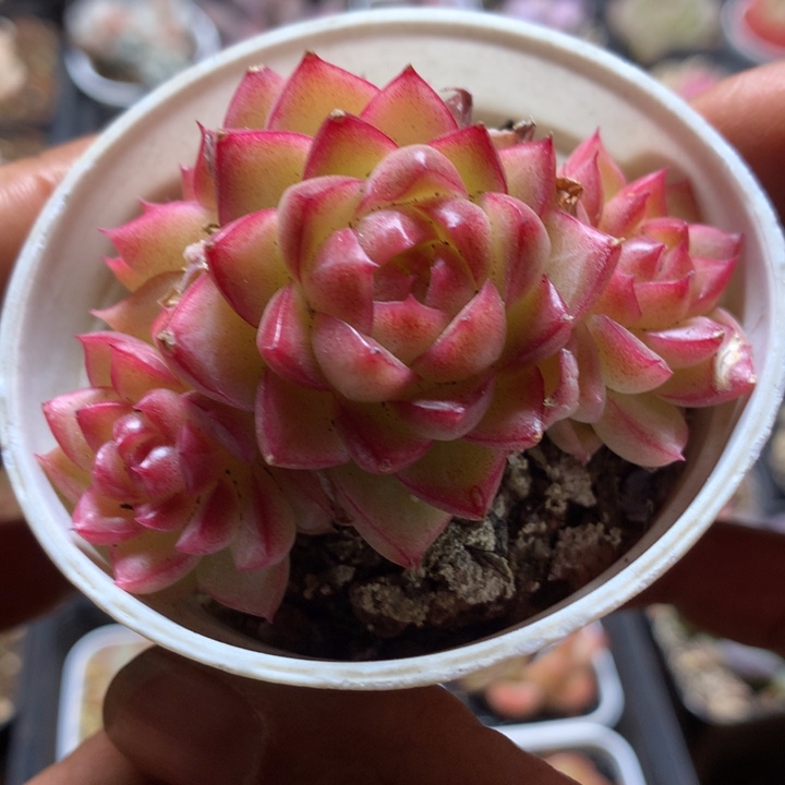 红女王群一物一拍