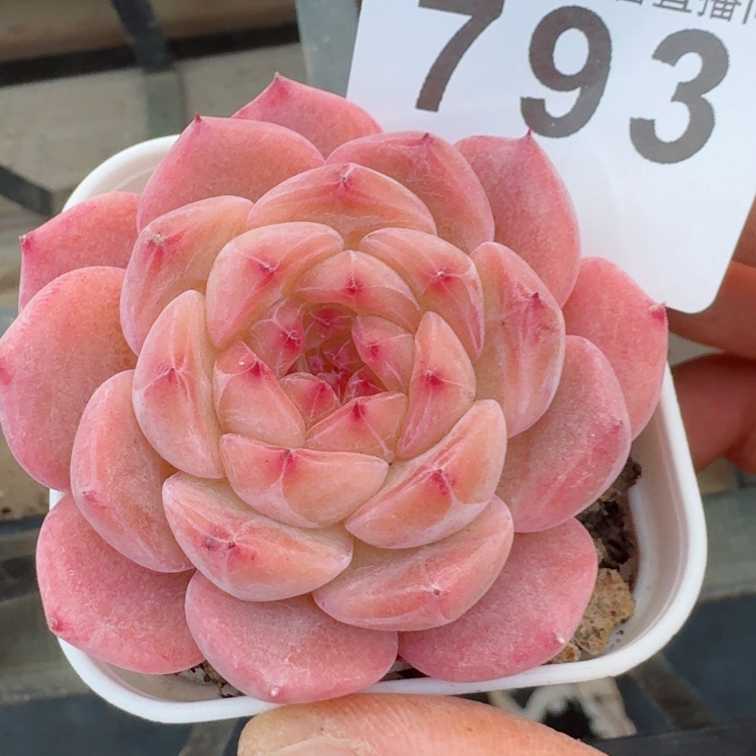 豆沙心         精品多肉