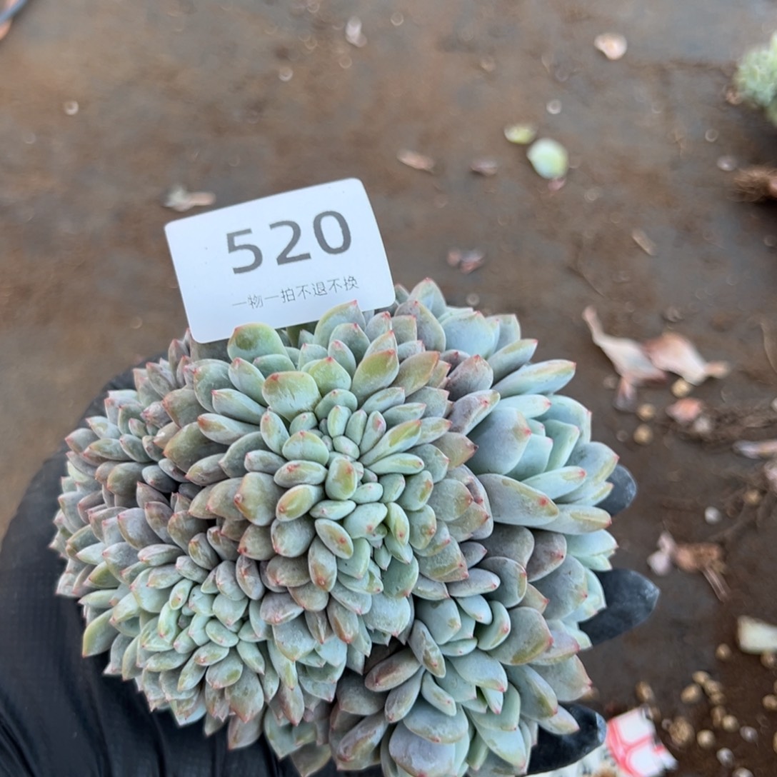 f***9520号星影朵朵呀呀呀呀呀呀呀呀