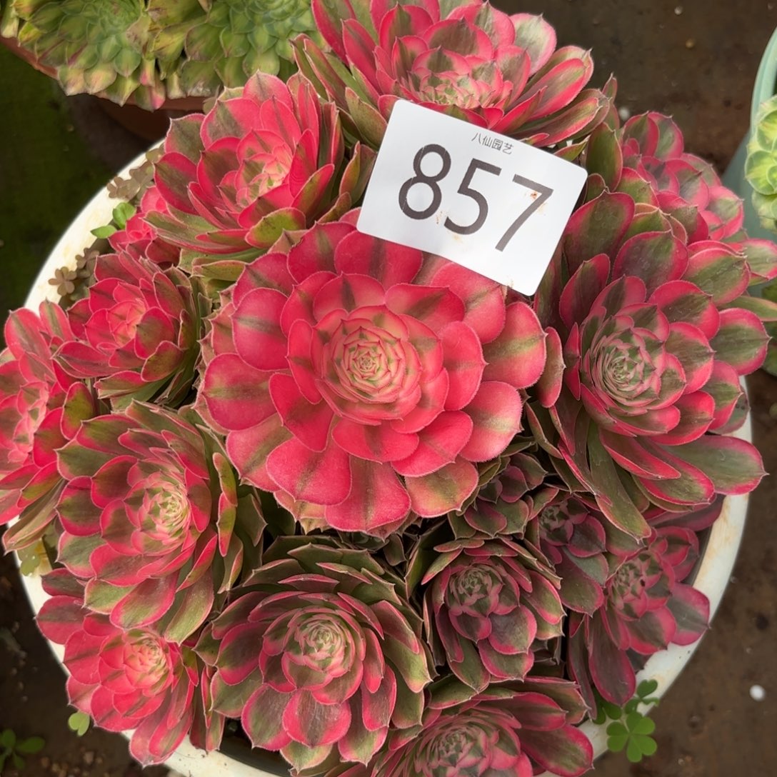 857多肉植物荔枝变异