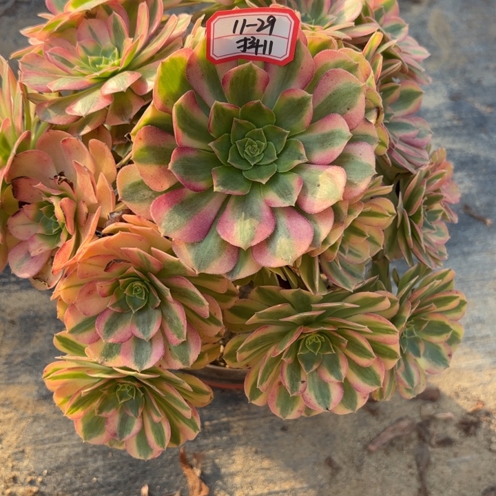 雨荷歪多肉法师不包损11