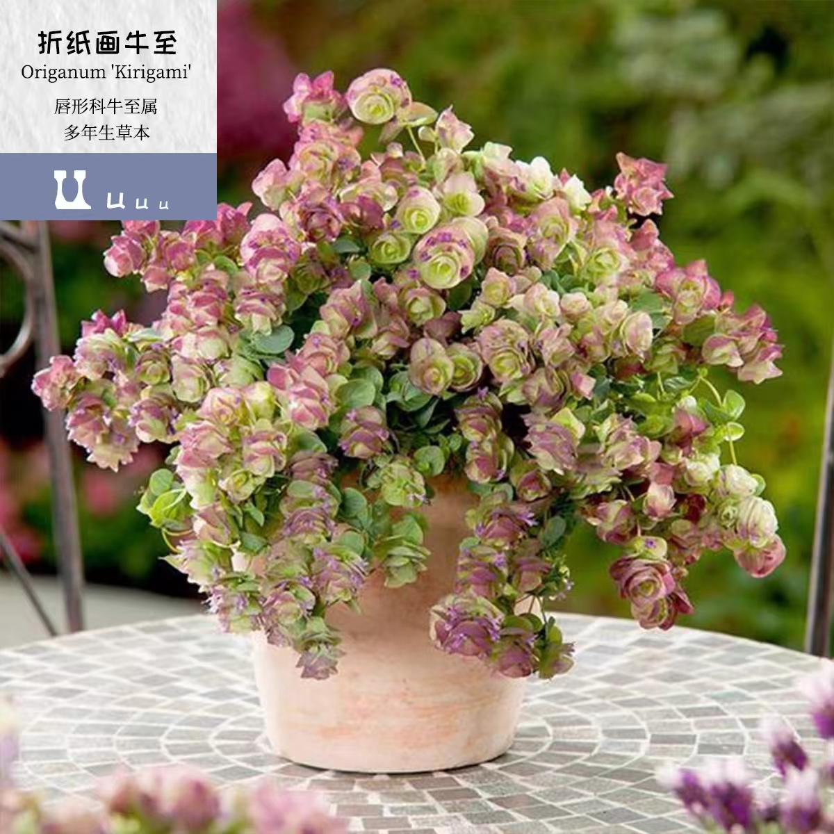 大盆折纸画观赏牛至盆栽花苗花园阳台垂吊观花观叶植物多年生耐寒