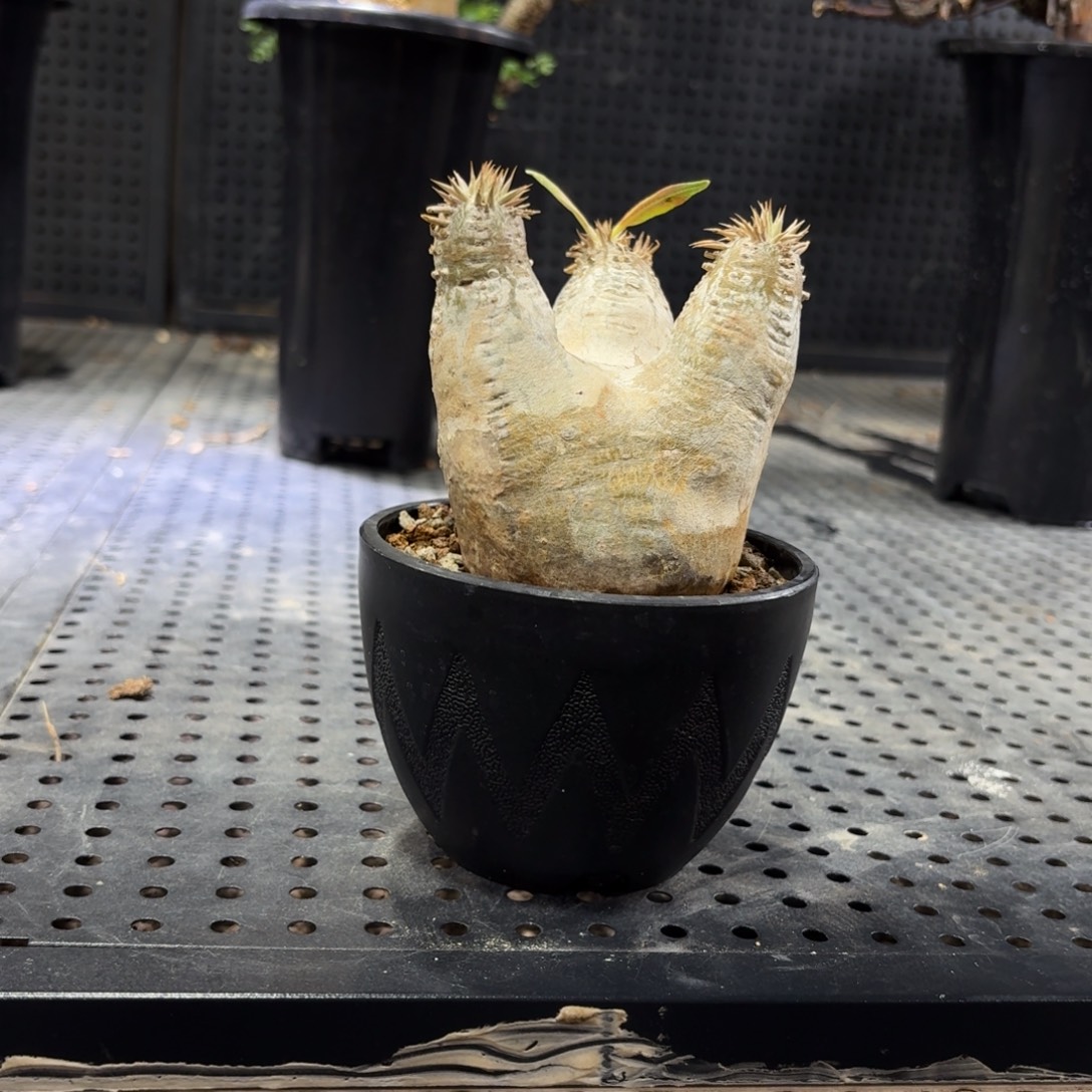 象牙玉26699666666666666