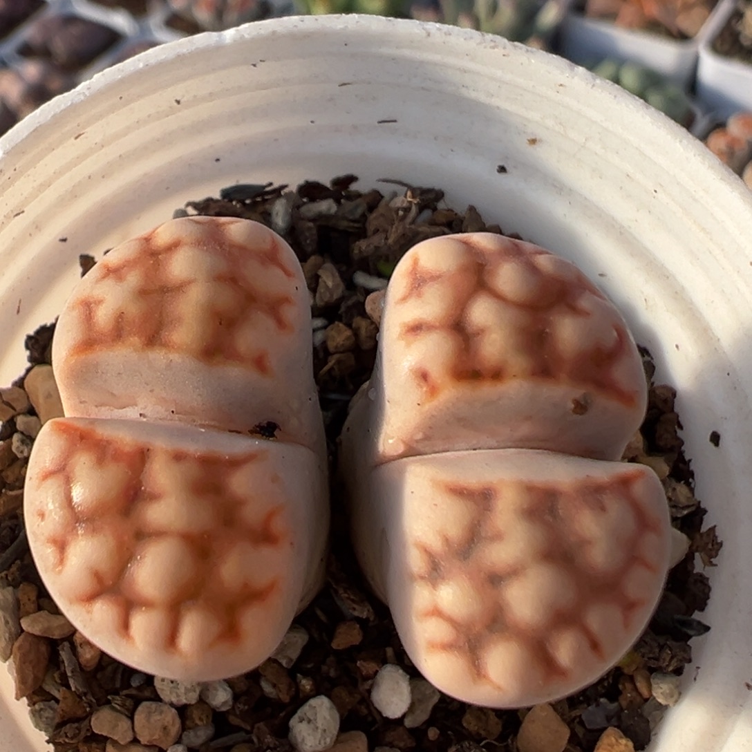 20多肉植物百科植物