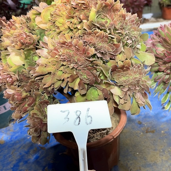 多肉植物玫瑰缀花