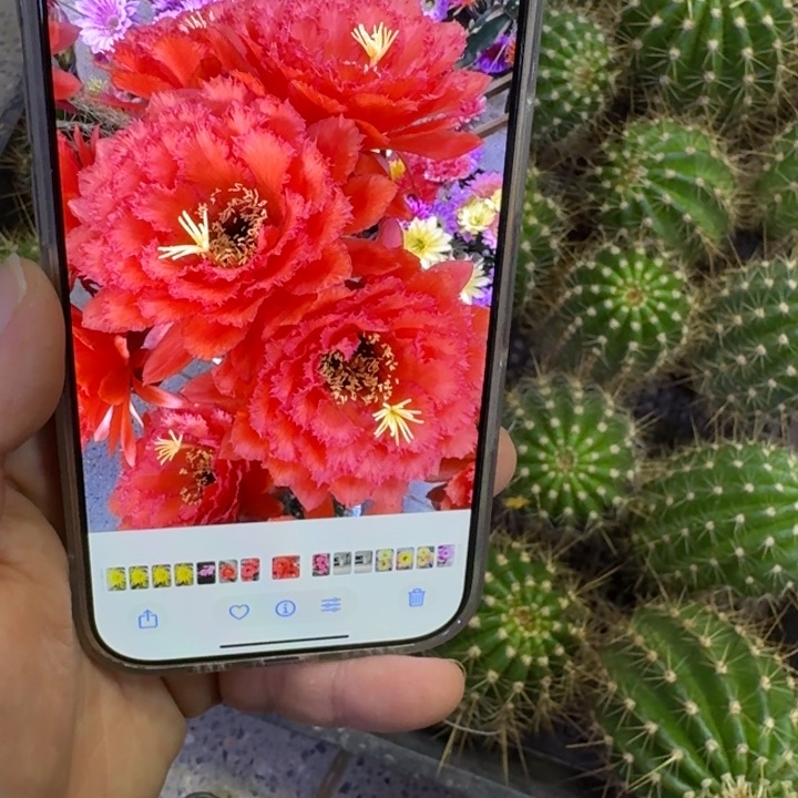228毛荣耀自花歪无根侧牙5公分左右，20包邮