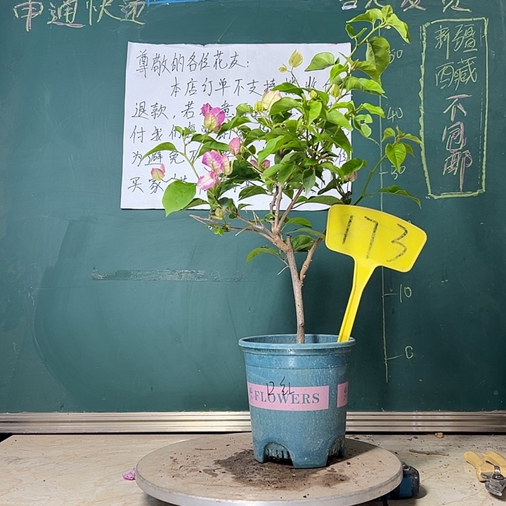 当前无花栽培后可以开花口红 173