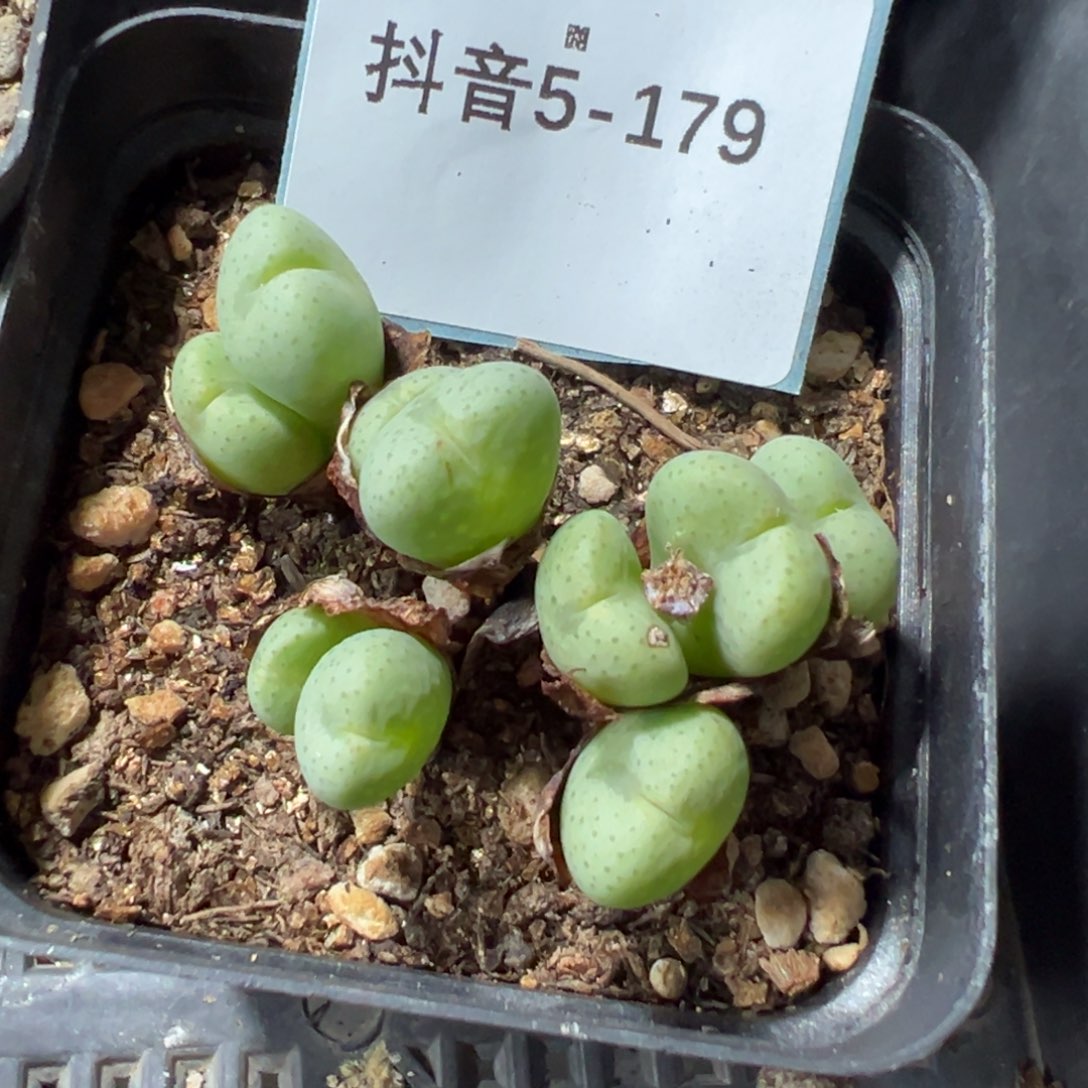 5-179肉锥多肉植物