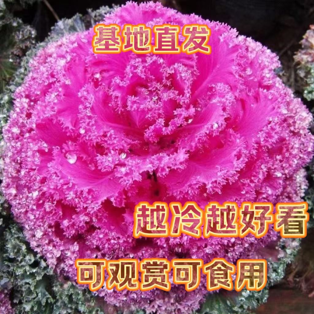 羽衣甘蓝室外冬季耐寒耐冻庭院地栽盆栽花卉植物花园阳台观赏花卉
