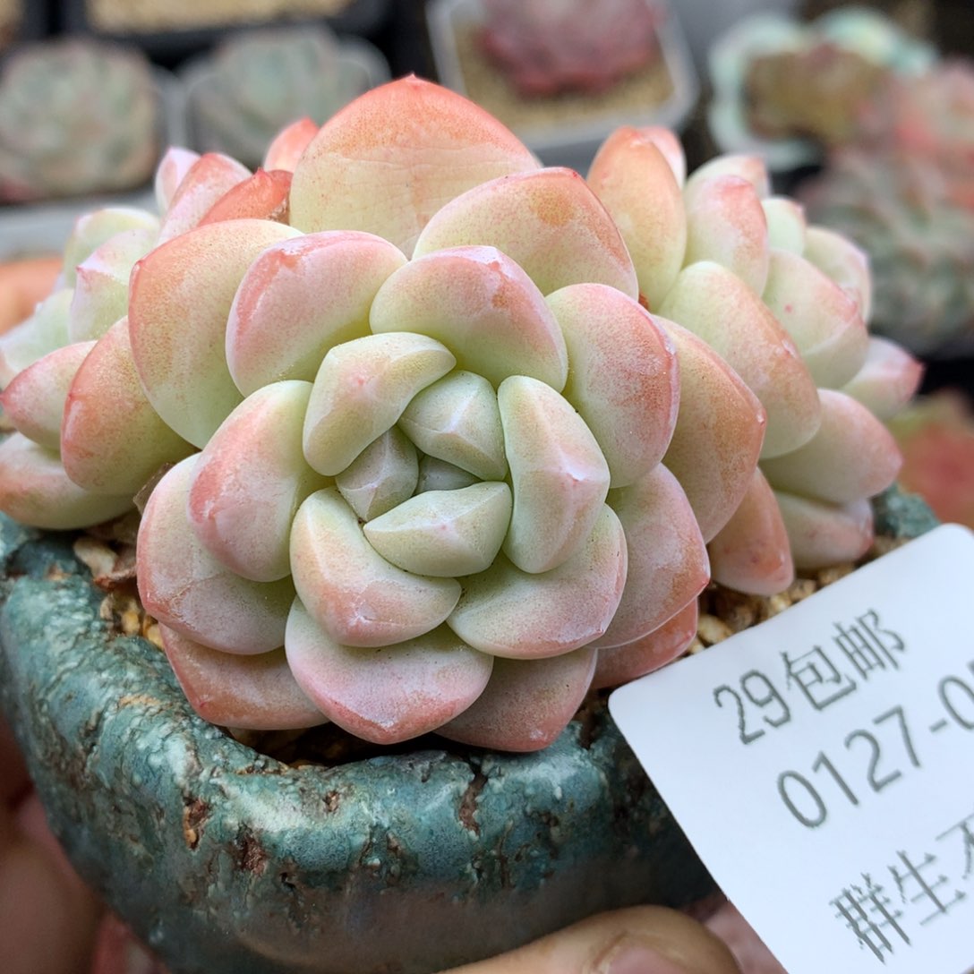 0127-05 精控5头冰玉