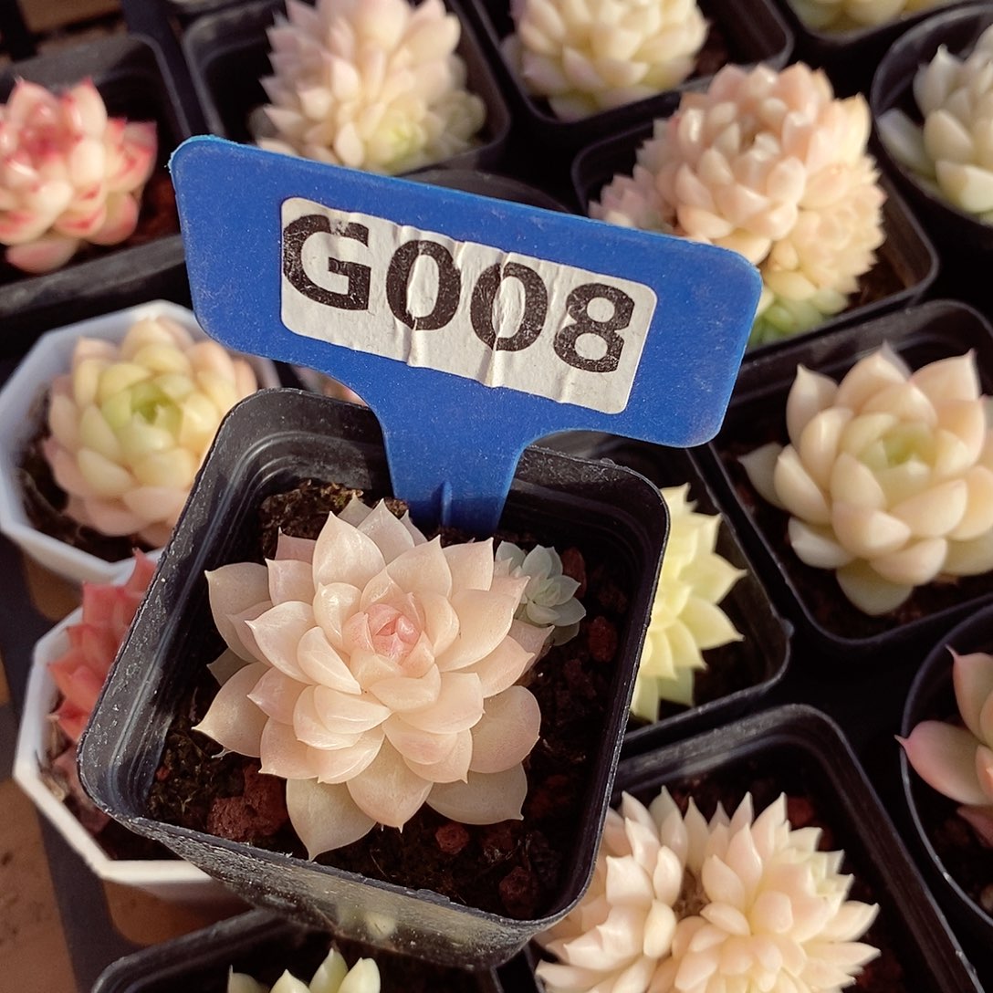 狗*板麦秆4-5cm多肉植物