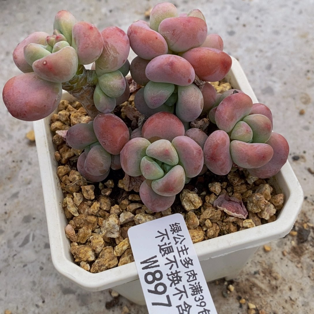 红洛神897/8cm的肉