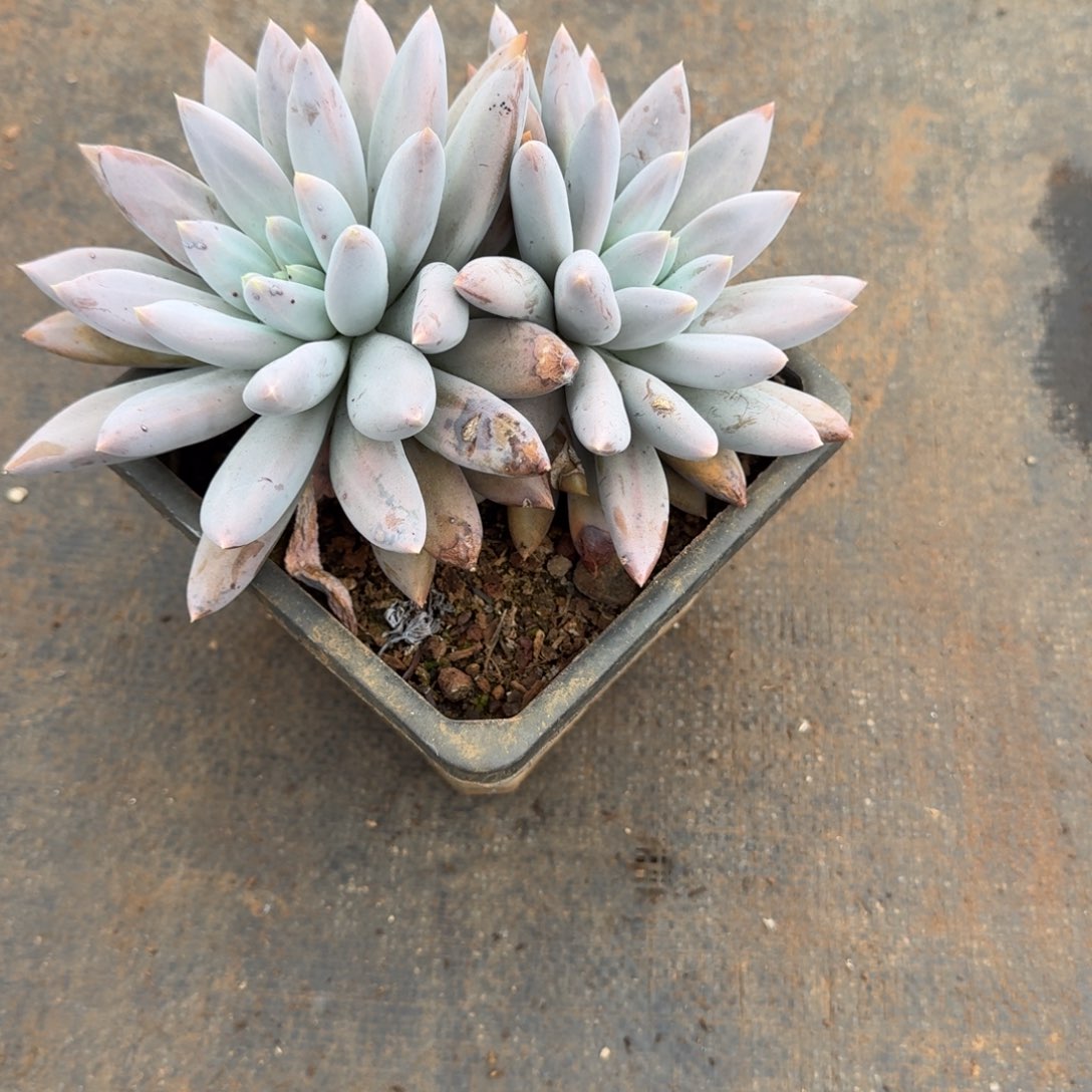 西****双头哥特萝莉多肉植物