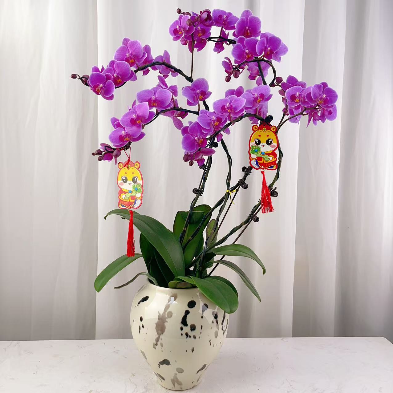桦艺花卉【婚宴】蝴蝶兰轻 奢 绿植花卉艺术高级盆栽植株好养