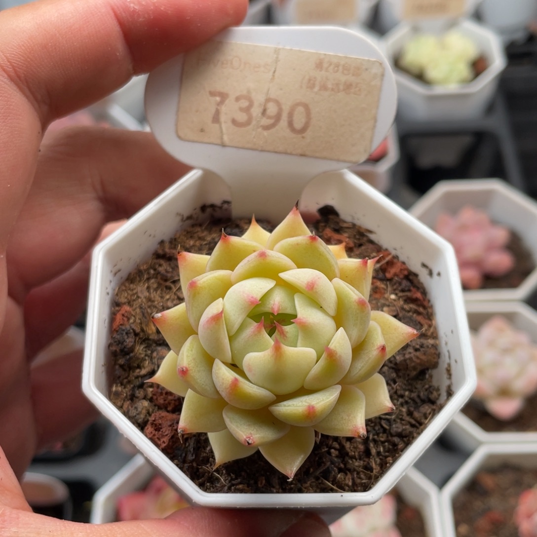 苯巴蒂斯7390-4.5厘米