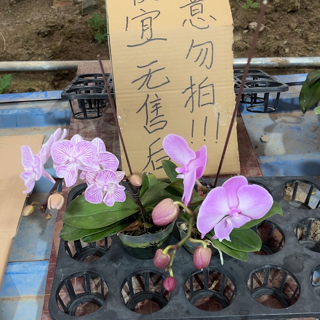 骁***希完全开放蝴蝶兰2个 不售后