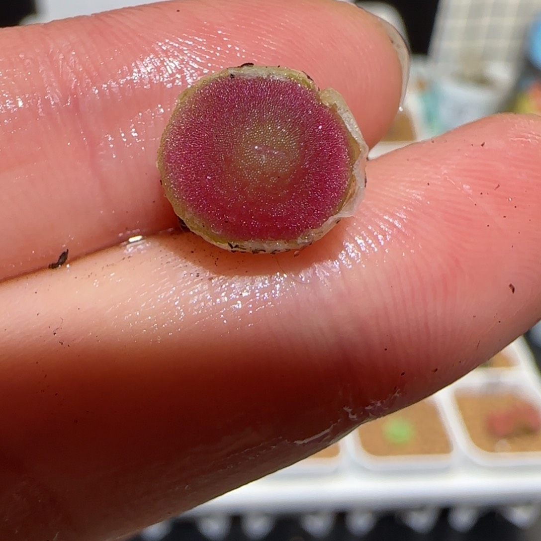 肉锥多肉植物百科-哈默1406