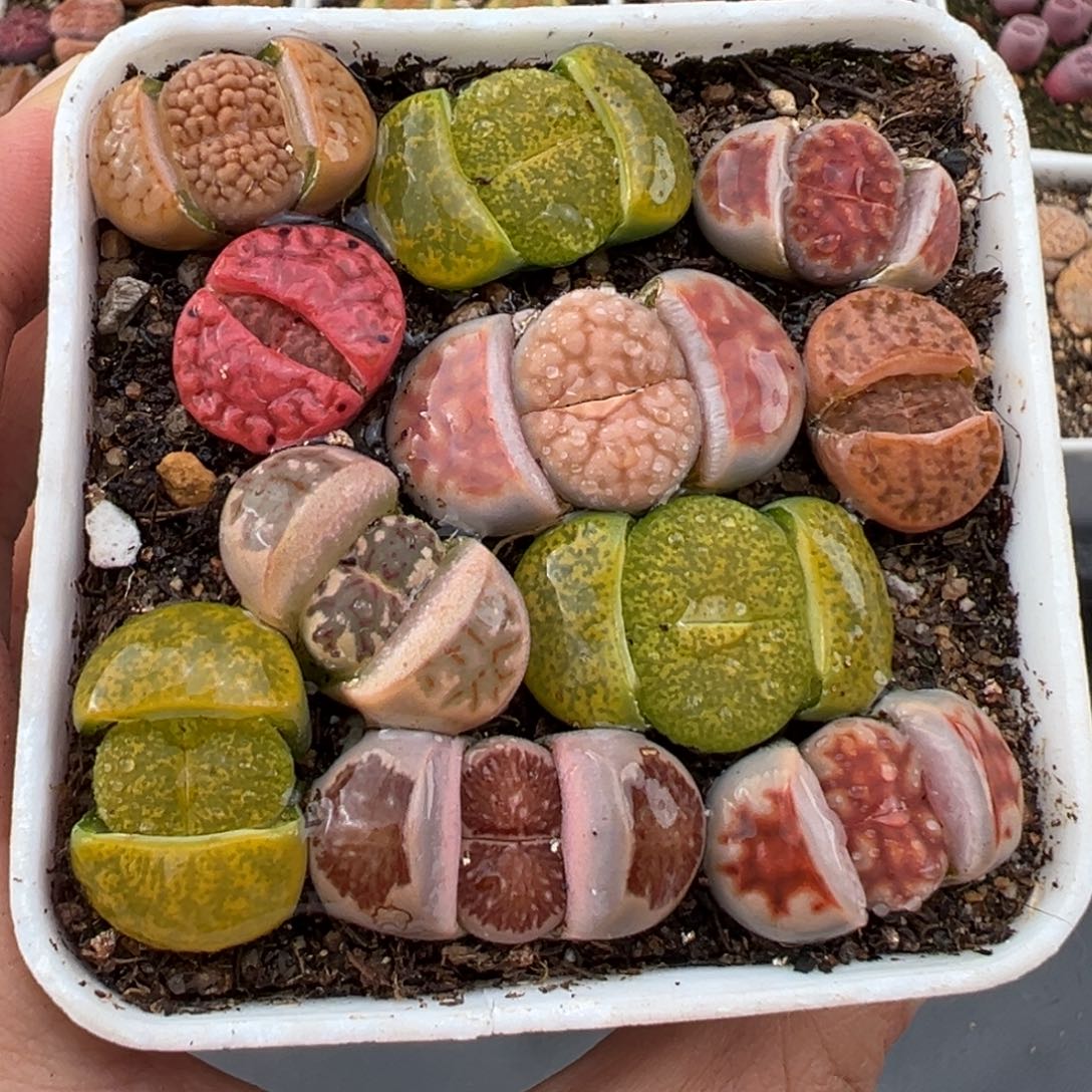 2.15好看的多肉609