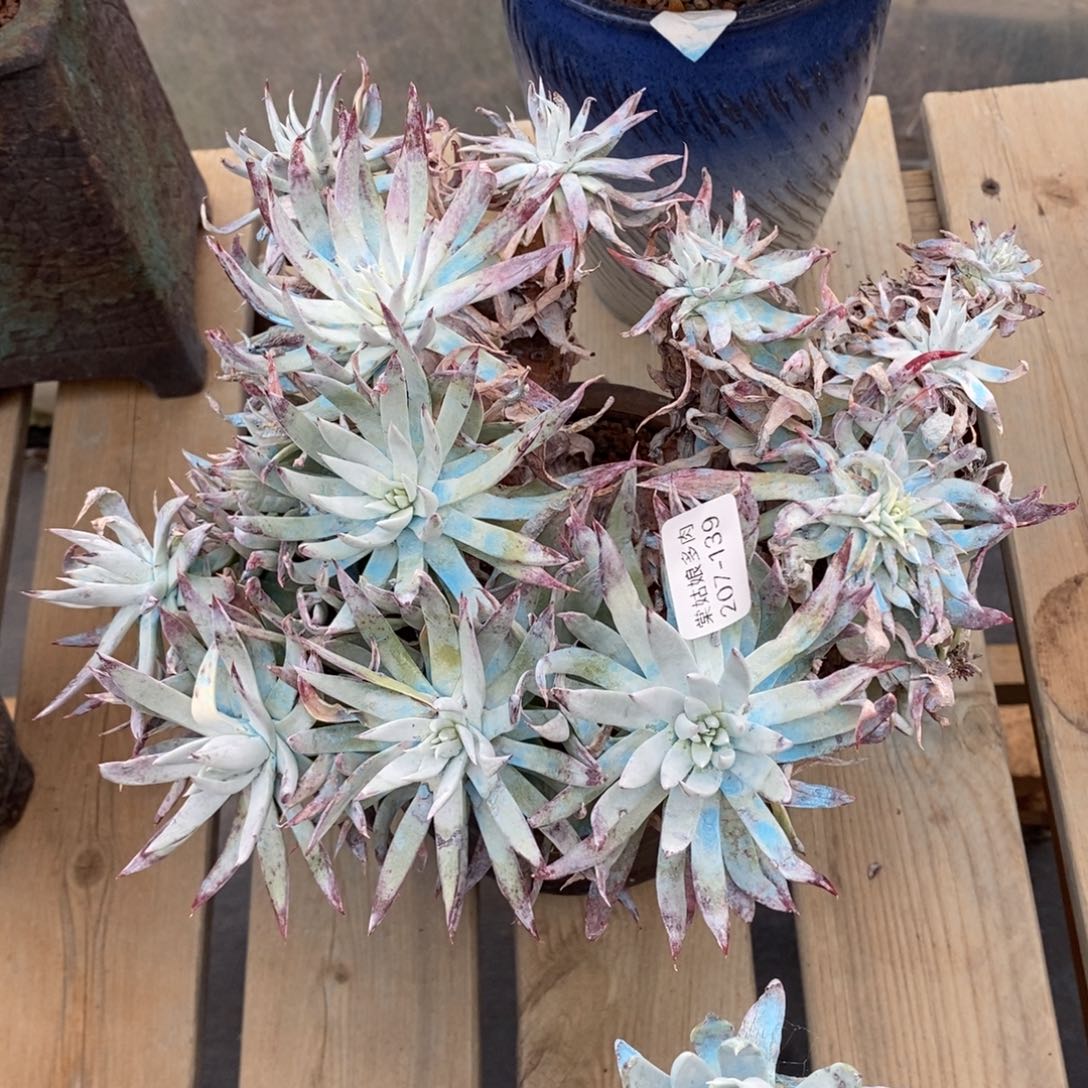 139号白菊杂瑕疵瑕疵