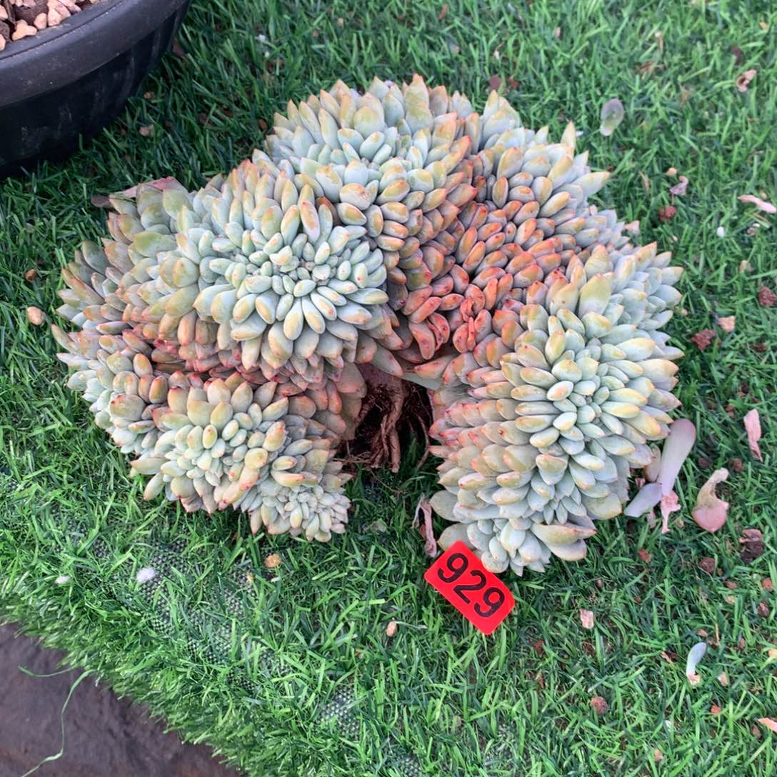 929橙子111111111微瑕