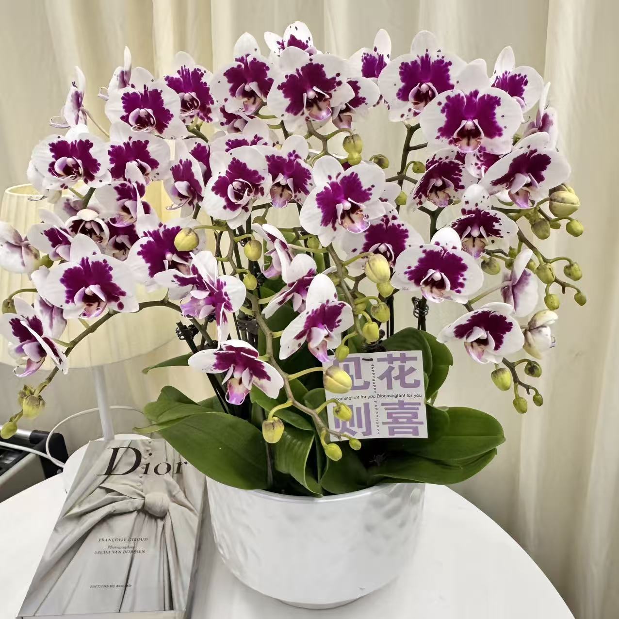 蝴蝶兰【白雪公主】白色晕染色系带花精致组盆鲜花绿植送礼带花花苞