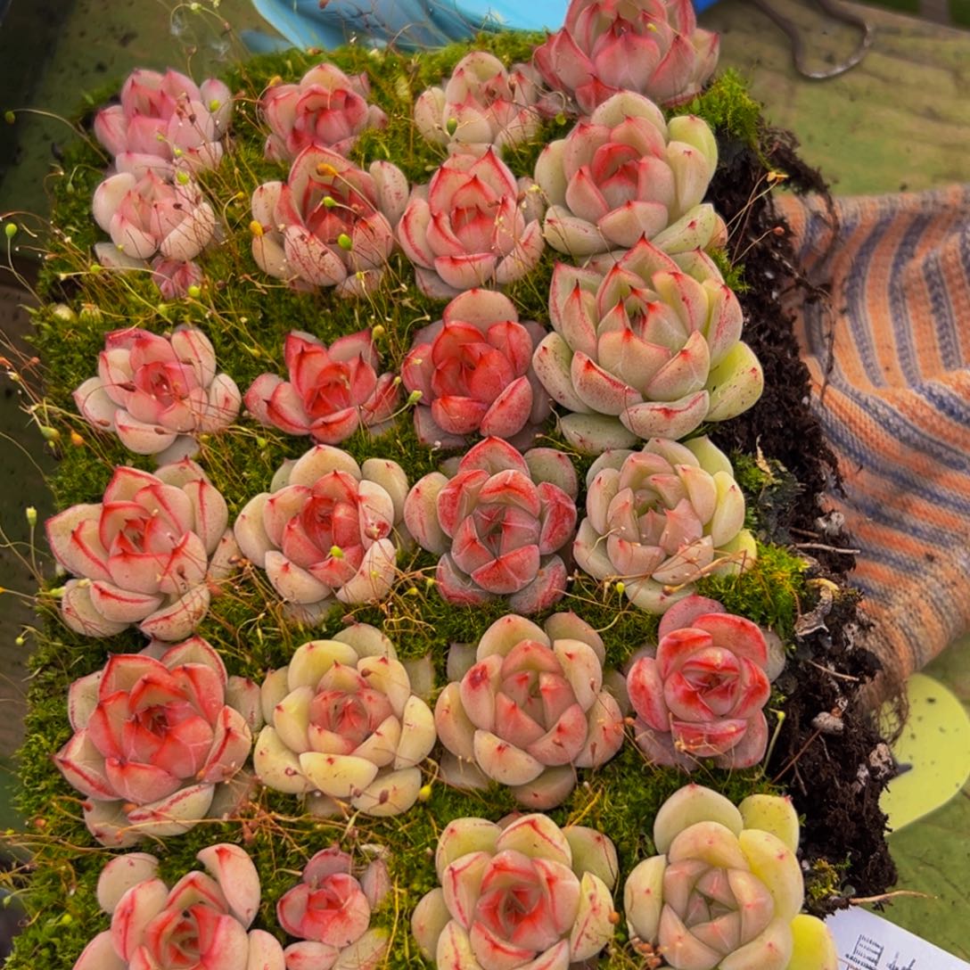 233量拍一盒多肉24