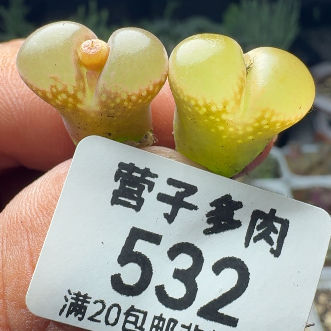 日系红宝石。     两颗。       