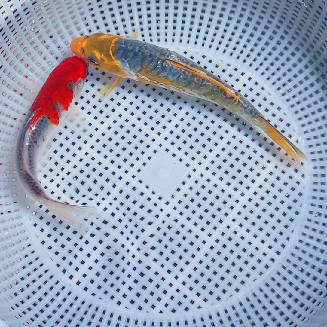 锦鲤锦鲤观赏鱼1111