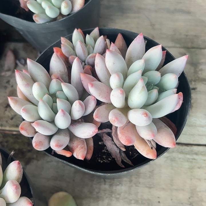 所罗门多肉植物28.8