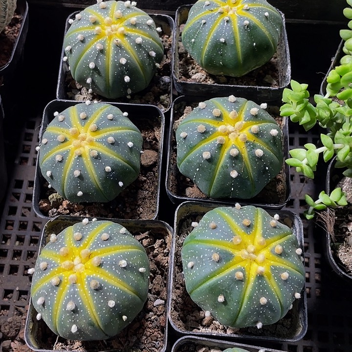 星兜锦带盆土发货