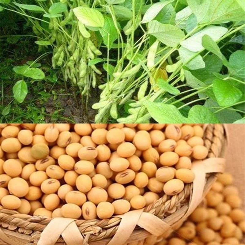 云南特产 黄豆赶集链接1号