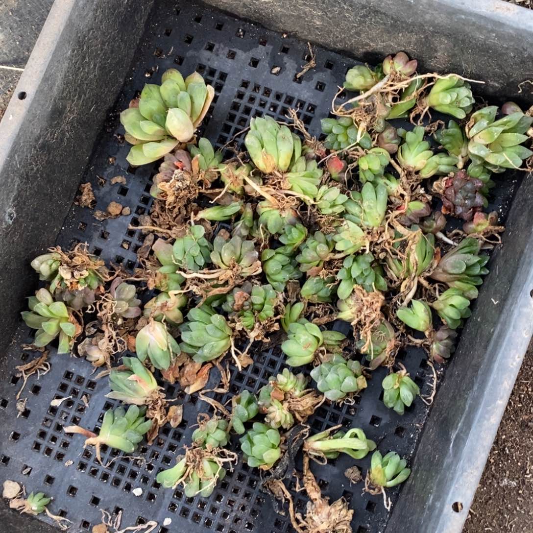 2829 一整筐全部77颗实生灯系小雨露 白给价