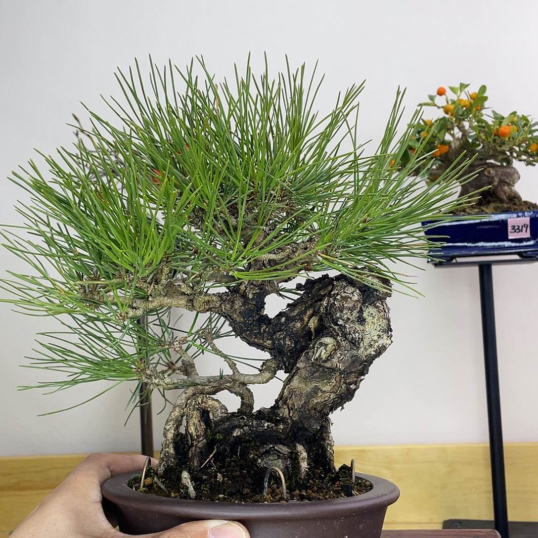 木本关野正三河黑松盆栽