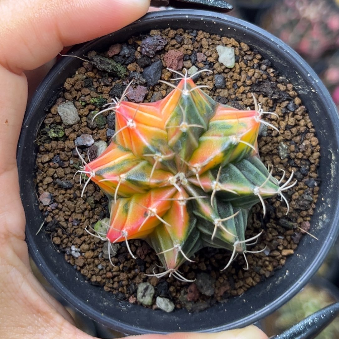 1017   带盆土发货 捡漏