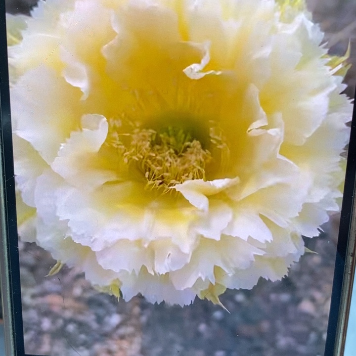 彩草黄牡丹7.8公分左右干皮