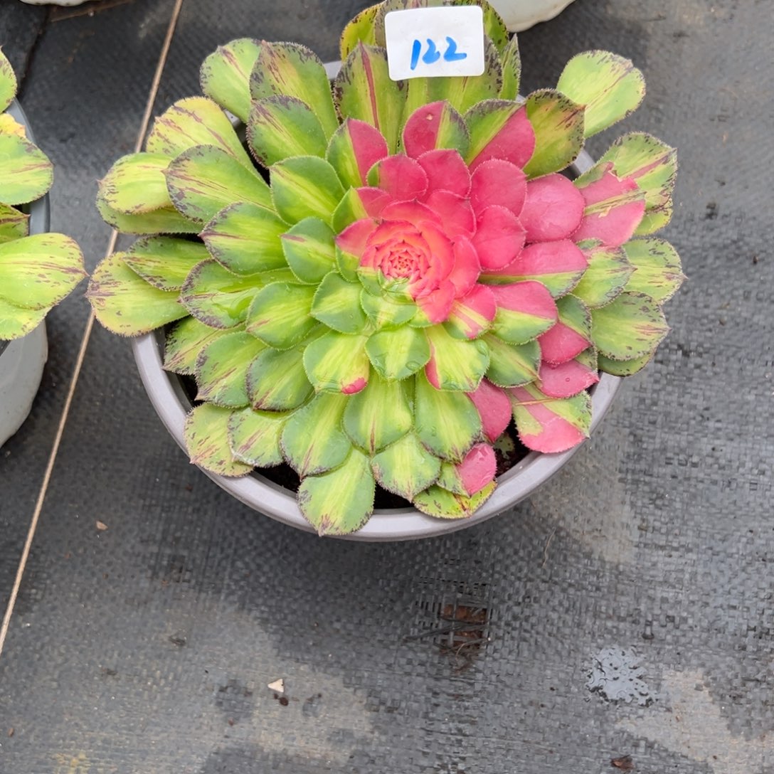 122知否多肉多肉多肉多肉