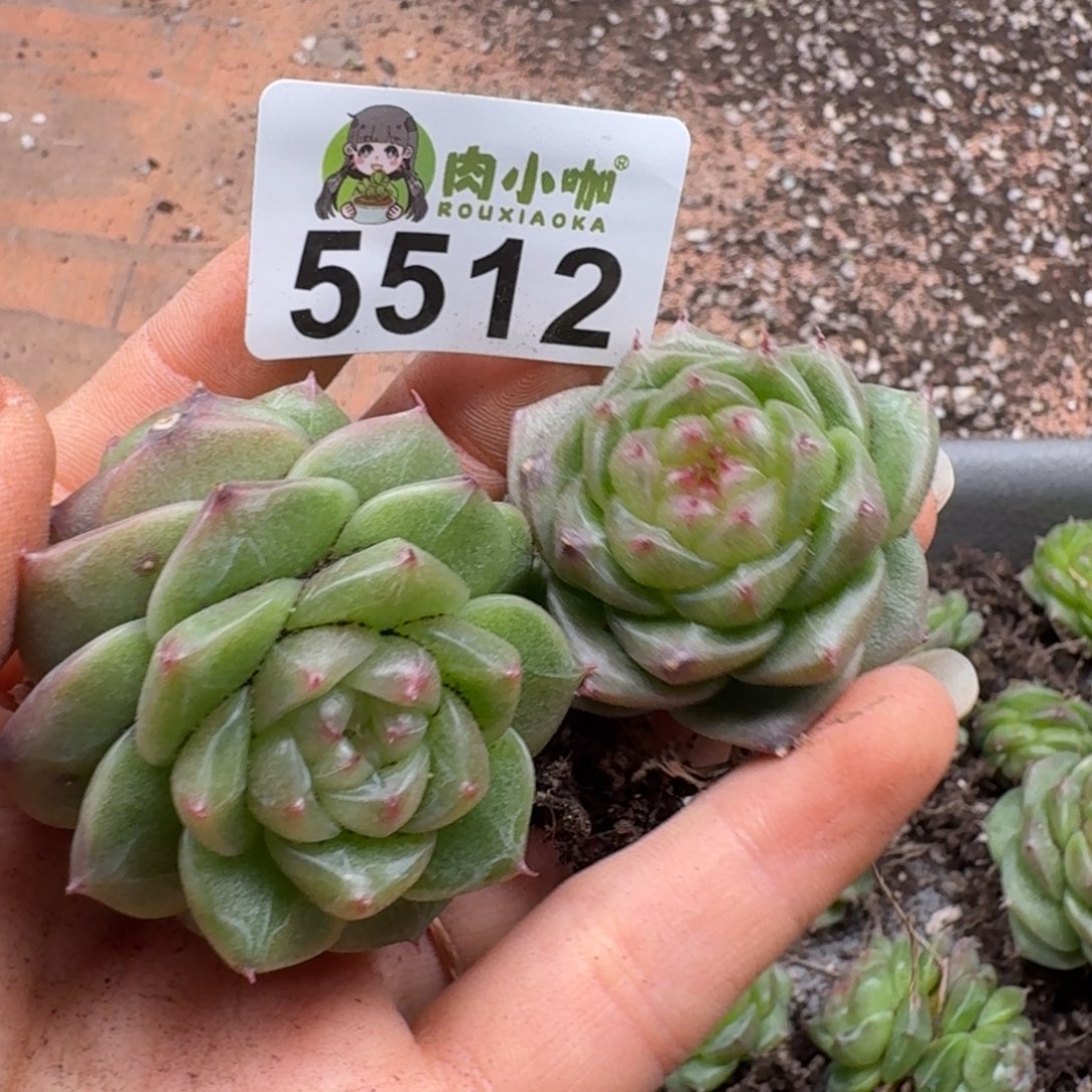 懒***羊多肉植物多肉植物