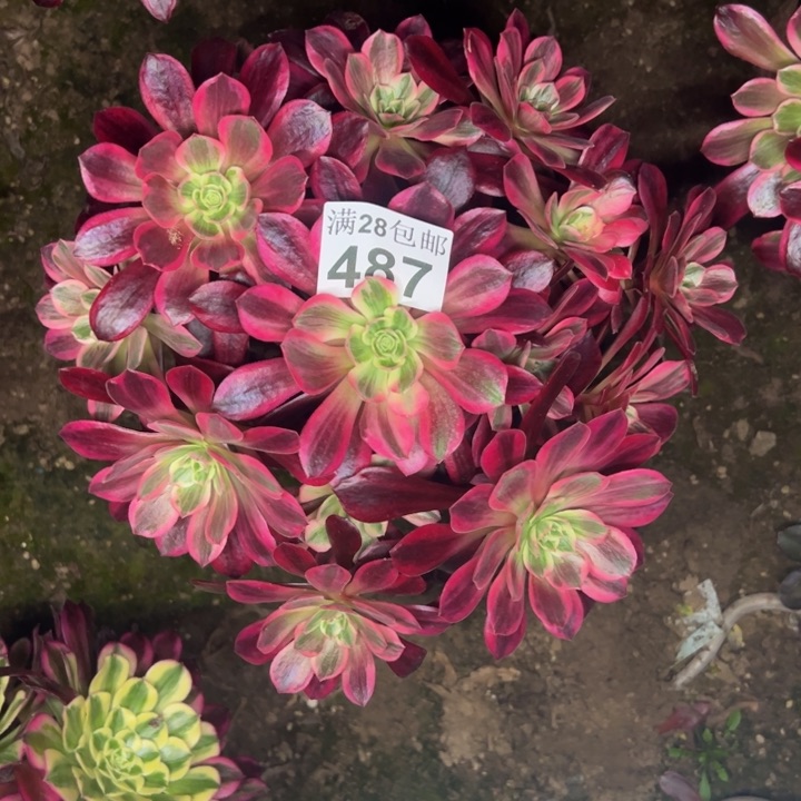 487婚纱多肉植物